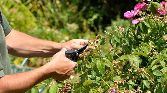 Scrivere articoli e potare rami secchi