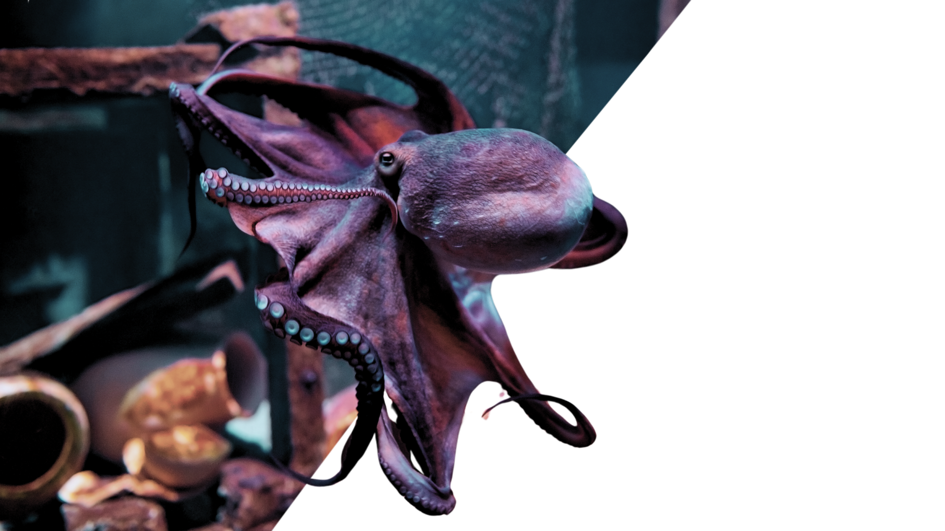 esempio tone of voice octopus energy