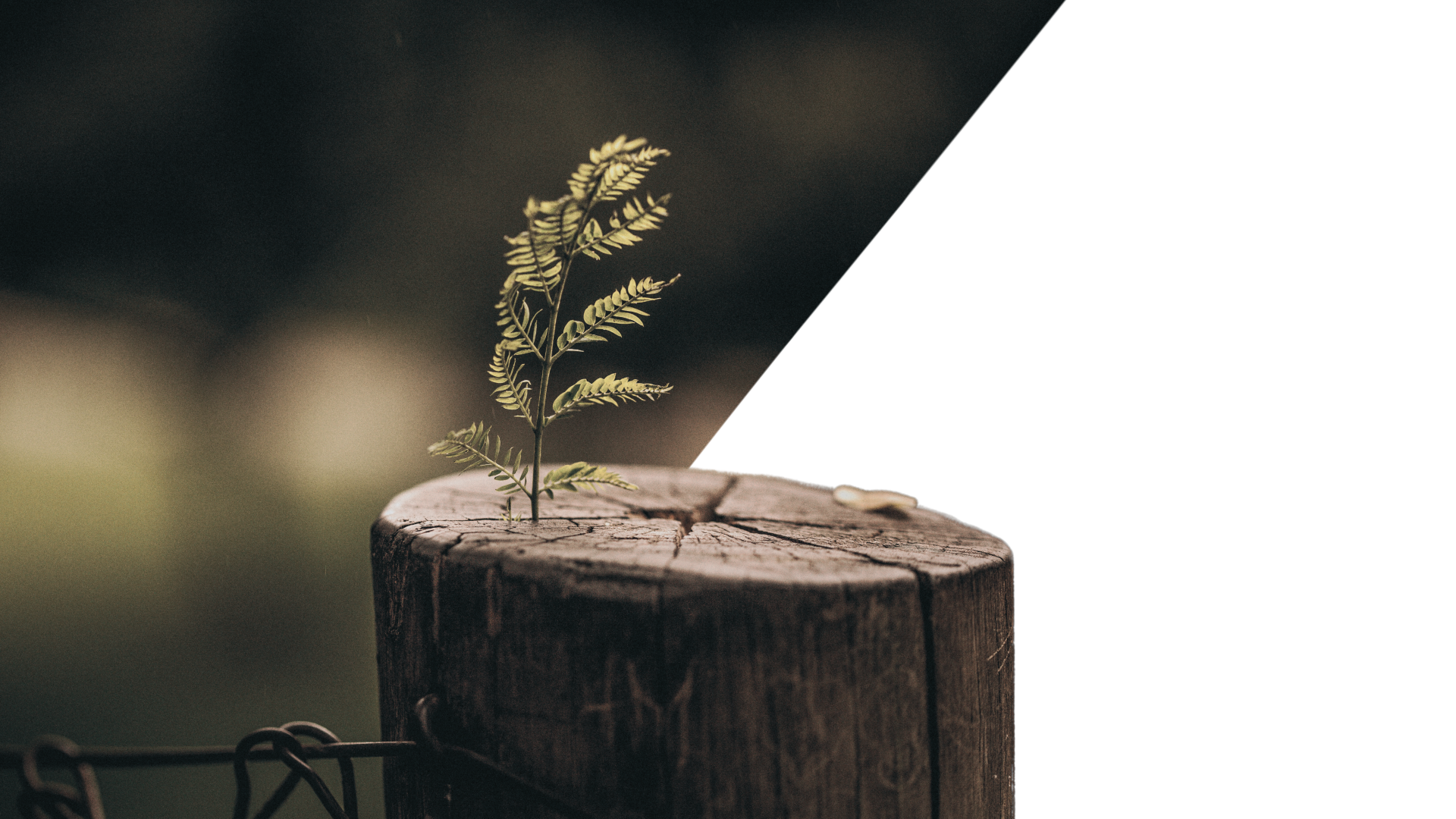 tattiche branding